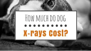 However, this is only an approximate number, as the cost could depend on a host of factors. How Much Does A Dog X Ray Cost Herepup
