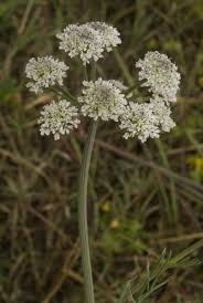 Image result for Oenanthe