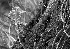 Image result for Aloe rulkensii