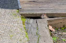 Repair any large cracks or holes that you may find in building structures and garden/yard gates. Rodents Children The Medical Risks Of Mice Rats Childrensmd