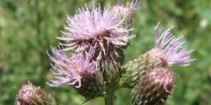 Noxious Weed Walk & Talk 2026