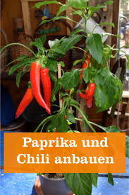 Paprika Chili Peperoni Gartenbob De Der Garten Ratgeber Chili Anbauen Chili Pflanzen Und Paprika Pflanzen