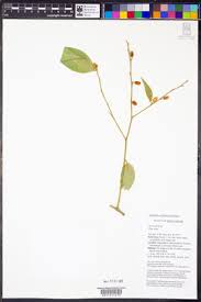 Image result for Olax gambecola