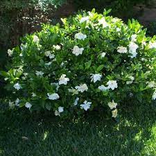 Check spelling or type a new query. Buy Cape Jasmine Gardenia Jasminoides 25 Seeds Online Seeds Hobbyseeds Store
