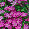Clematis venosa violacea is offered in a full gallon size with free shipping! 1