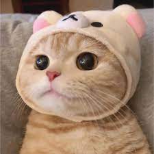 2018 cute cat style full hd 1080p wifi camera security support night vision. Pin By Resha Camdir On Aleatorio Cute Baby Animals Cute Baby Cats Baby Cats