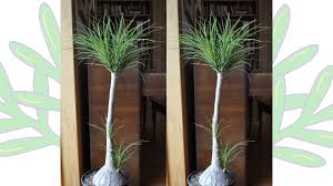 Ponytail palm is one of the unique plants storing water within its trunk. How The Dawn Of Spring May Be Affecting Your Plants Loop Jamaica