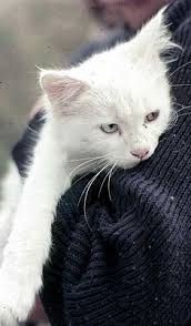 Sebelum melihat gambar kucing, sebaiknya kita berkenalan dengan spesies lucu dan imut ini. Kucing Van Wikipedia Bahasa Indonesia Ensiklopedia Bebas