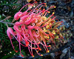 Grevillea Robyn Gordon Australian Native Flowers Australian Native Plants Australian Plants