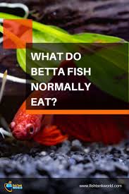 Betta Fish Appreciate Some Variety In Their Diet In The Wild Bettas Eat Other Small Meaty Creatures Such As Bloodworms Daphnia Betta Fish Betta Human Food