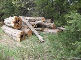 Cedar Log Prices In Forestry And Logging