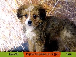 Being centrally located in the midwest, we are less than an hour from st. Mini Bernedoodle Dog Female Black Tri 2612868 Petland Pets Puppies Chicago Illinois