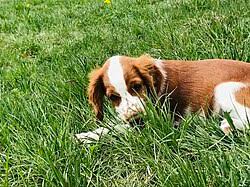 Image result for velššpringršpaněl