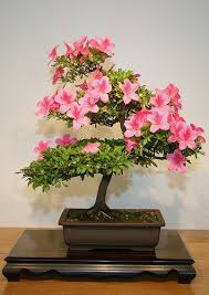 Satsuki Azalea Rhododendron Indicum Nikano Nishiki Bonsai Tree Bonsai Flower Bonsai