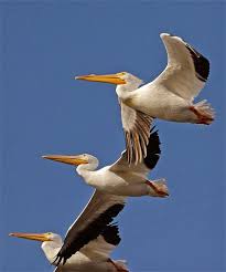 Gocmen Kuslar Hakkinda Bilgi Pet Birds Sea Birds Wild Birds