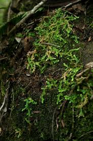Image result for Selaginella mittenii