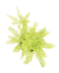 Image result for Adiantum comorense