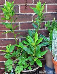Bay Laurel Grown In A Container Plants Potted Trees Bay Leaf Tree
