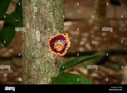 Image result for Napoleonaea