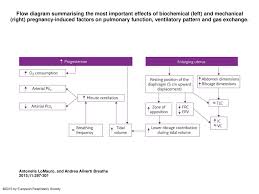 Flow Diagram Summarising The Most Important Effects Of