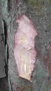 Image result for Celtis tetrandra