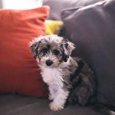 Mini Aussiedoodle Baby Animals Cute Dogs Cute Baby Animals