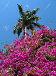Bright blue flowers close up for a midday nap. Palm Tree With Flowers In Florida Stock Photo Picture And Royalty Free Image Image 125228191