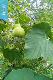 Image result for Lagenaria sphaerica