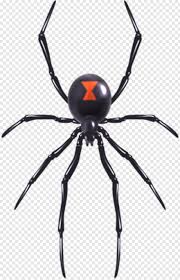 Find the perfect black widow spider stock photos and editorial news pictures from getty images. Realistic Spider Web Halloween Black Widow Spider Hd Png Download 322x500 2176724 Png Image Pngjoy