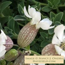 Image result for Silene