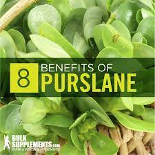Much like a zombie, even after you think you have killed it, it can come back to life again and again. Purslane Portulaca Oleracea Benefits Dosage Bulksupplements Com