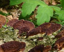 Image result for Trichaptum biforme