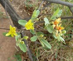 Image result for Grewia falcistipula
