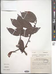 Image result for Lasiodiscus pervillei