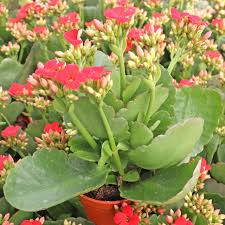 Image result for Kalanchoe blossfeldiana