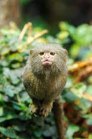 Pygmy Marmoset Pygmy Marmoset Types Of Monkeys Animals