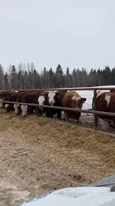 Große auswahl an sale bulls. Genetic Edge Bull Sale Anchor D Ranch Simmentals