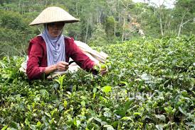 Secara administratif kebun teh nglinggo berada di dusun nglinggo, desa pagerharjo , kecamatan samigaluh, kab. Menengok Kebun Teh Nglinggo Yogyakarta Republika Online