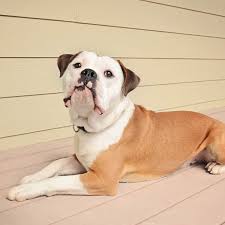 Check out our old english bulldog selection for the very best in unique or custom, handmade pieces from our shops. Olde English Bulldogge Dog Breed Everything About Olde English Bulldogge