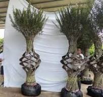 ficus carica morena bonsai with stone,ficus carica morena ...