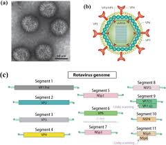Image result for Rotavirus