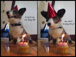 You can wish all corgi lover happy birthday like this. Birthday Corgi By Crimson Mane On Deviantart