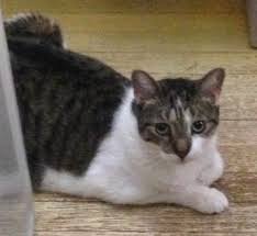 Some adoption agencies list their available animals, along with their photos and health records, on their. Lincoln The Cat Needs You Place For Cats