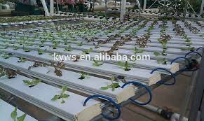 Hydroponic Nft Growing System Greenhouse Photo Detailed About Hydroponic Nft Growing System Greenhouse Pict Hydroponics Greenhouse Pictures Hydroponics System