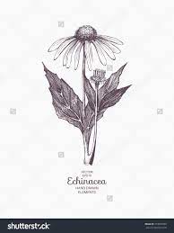 Echinacea Center Piece Cool Tattoos Tattoos Lotus Flower Tattoo