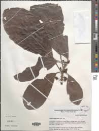 Image result for Uapaca guineensis