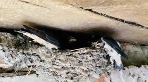 Burung layang terbaru gratis dan mudah dinikmati. Vogels Zwaluwen Stok Video Vogels Zwaluwen Rekaman Bebas Royalti Halaman 2 Depositphotos