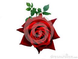 Red Rose Rose Isolated On White Background Many Uses For Paintings Printing Book Covers Screen Savers Web Page Log Red Roses Red Rose Flower White Background