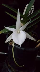 Image result for Angraecum chamaeanthus