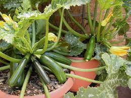 Summer squash (cucurbita pepo) is fast and easy to grow in warm summer weather, and the plants are often phenomenally productive. How To Grow Zucchini In Containers Brown Thumb Mama